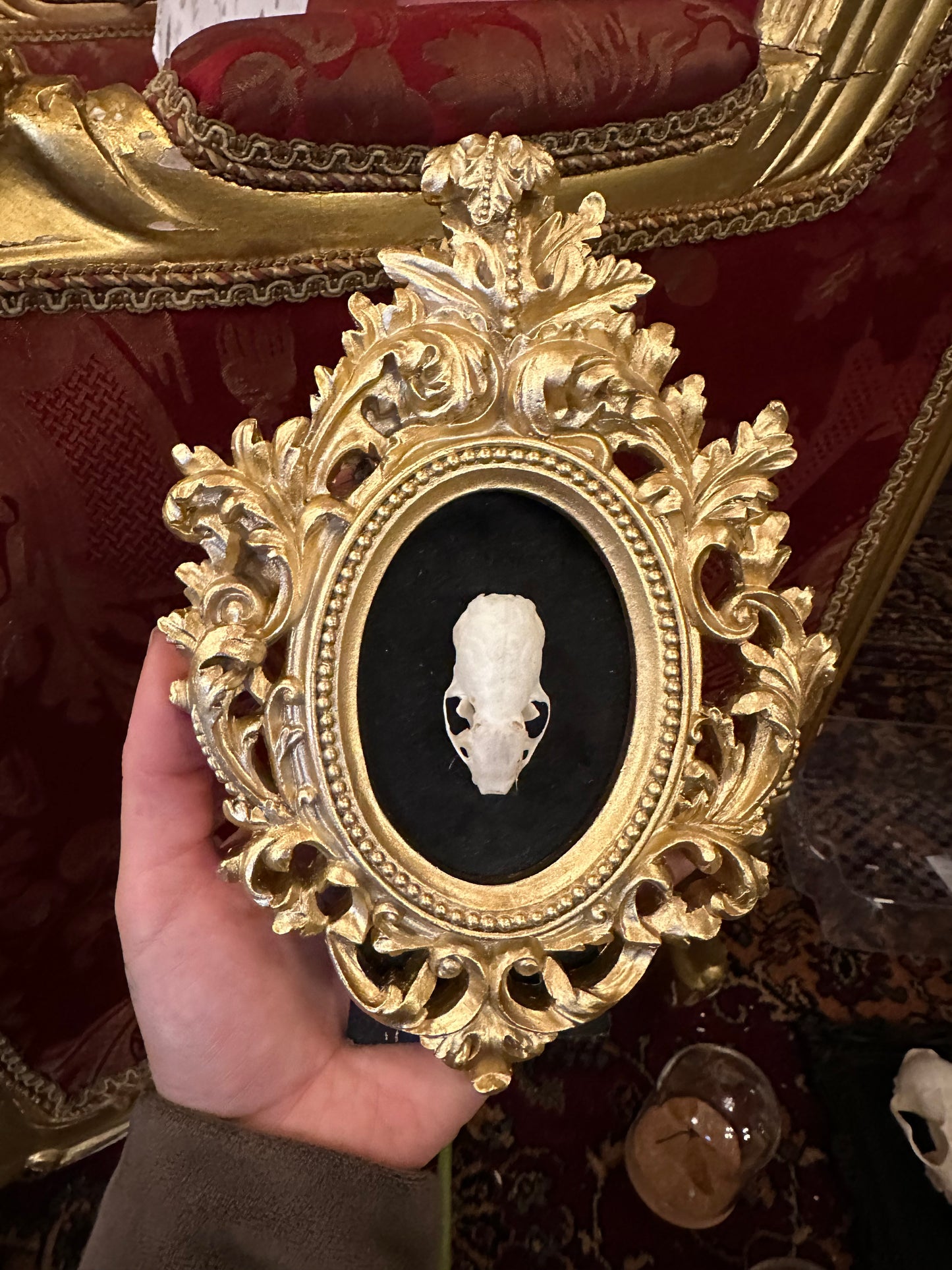 Mink skull frame