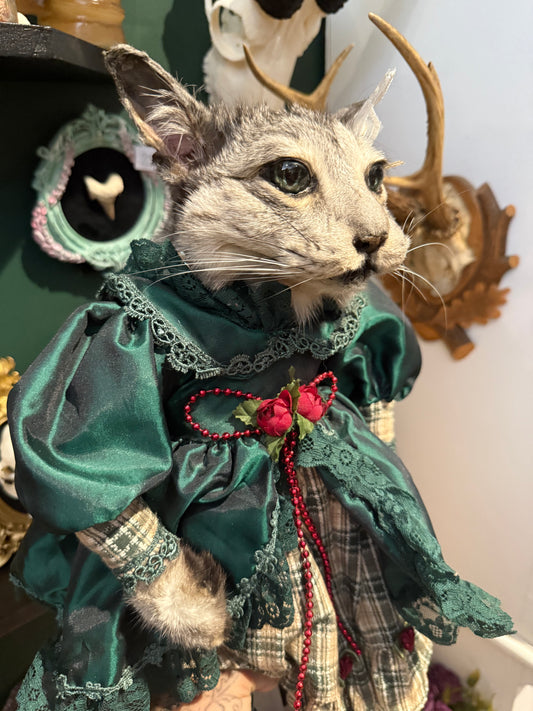Taxidermy cat doll