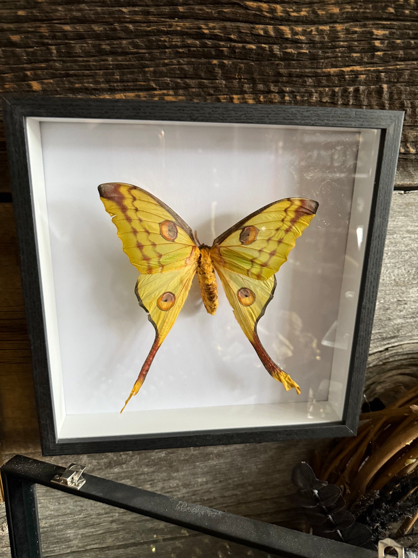 Argema- madagascar moth