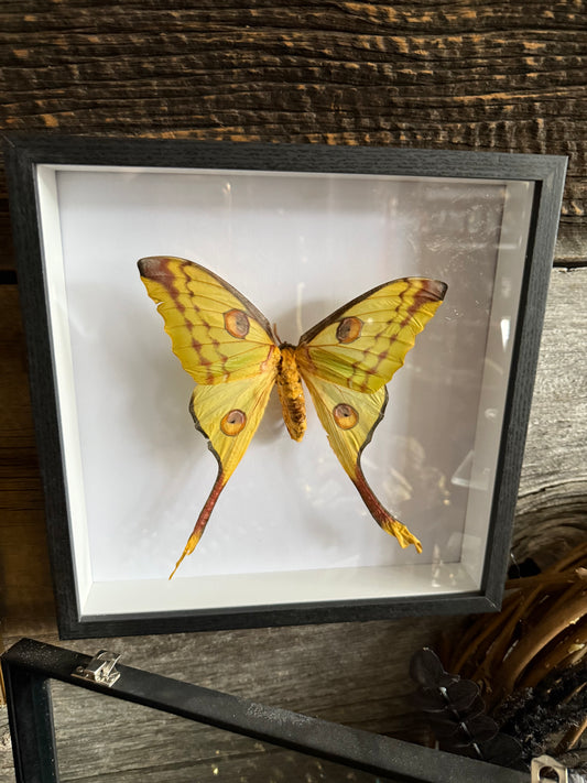 Argema- madagascar moth