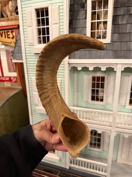 Merino Sheep/ ram horn