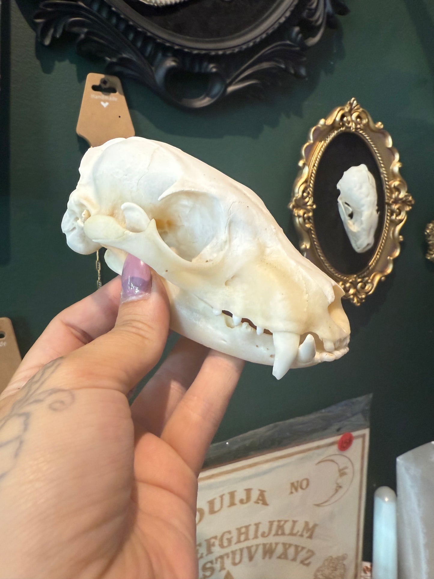 Aardwolf skull