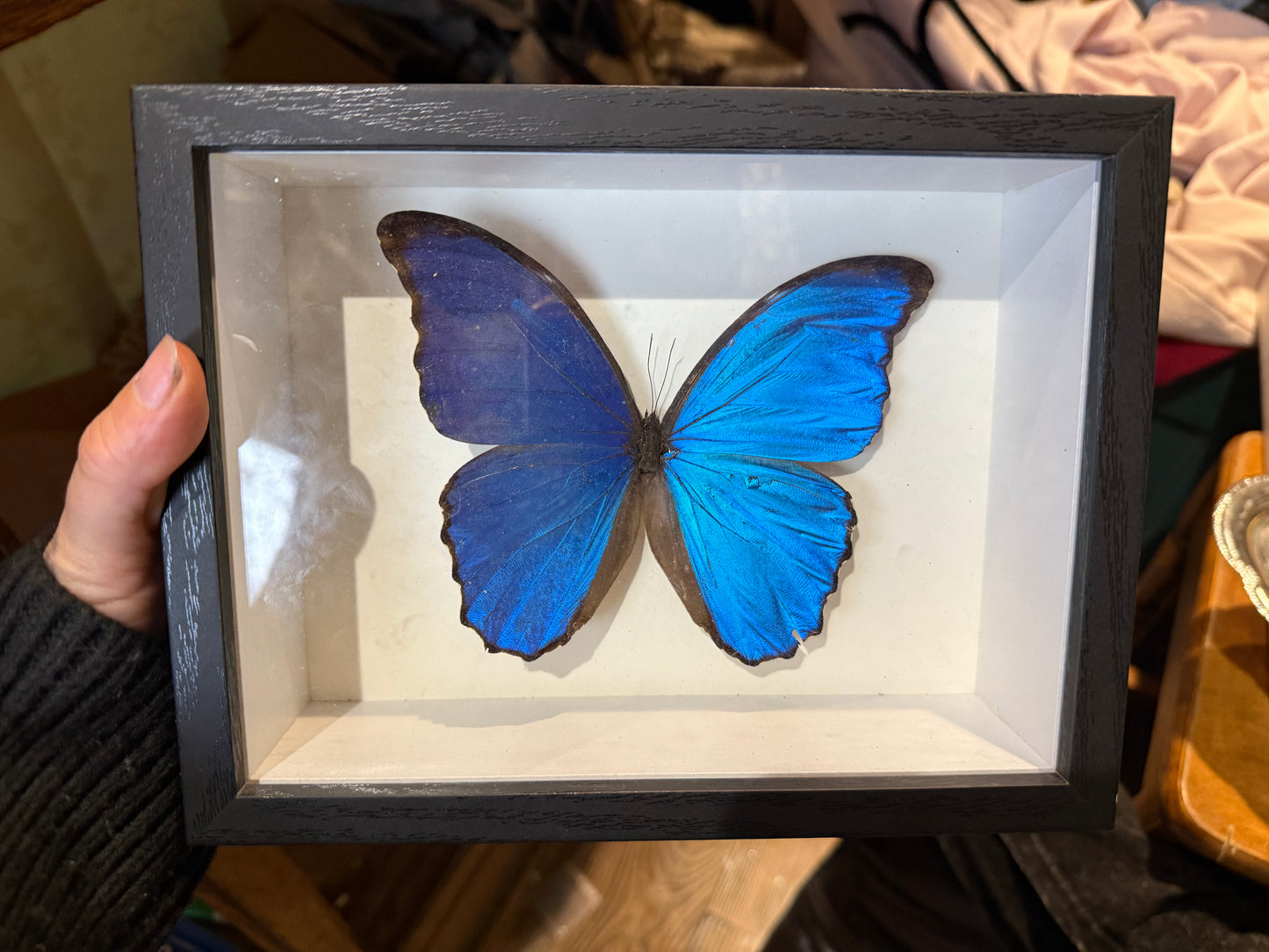 Blue morpho Shadow box
