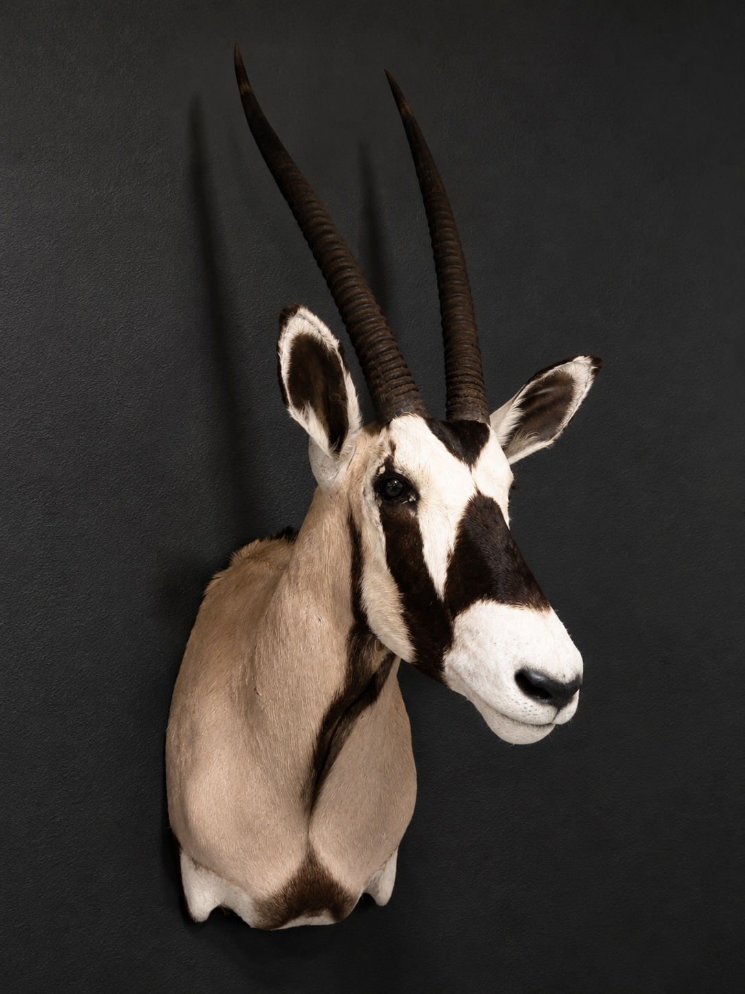 Taxidermy ORYX New head