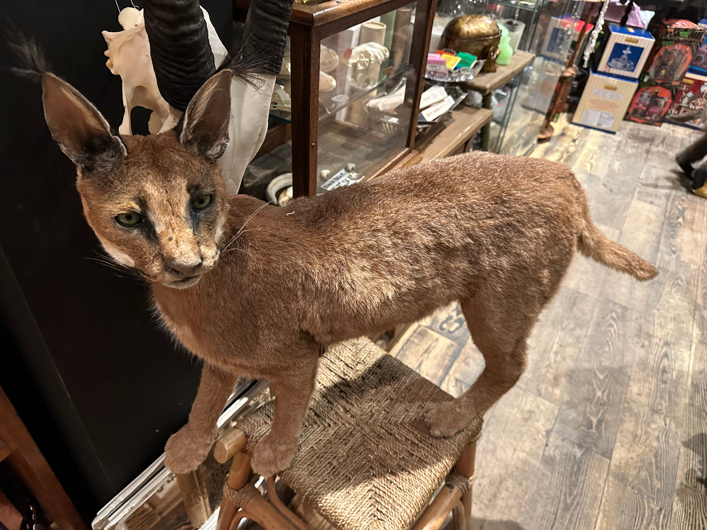 Full mount caracal cat