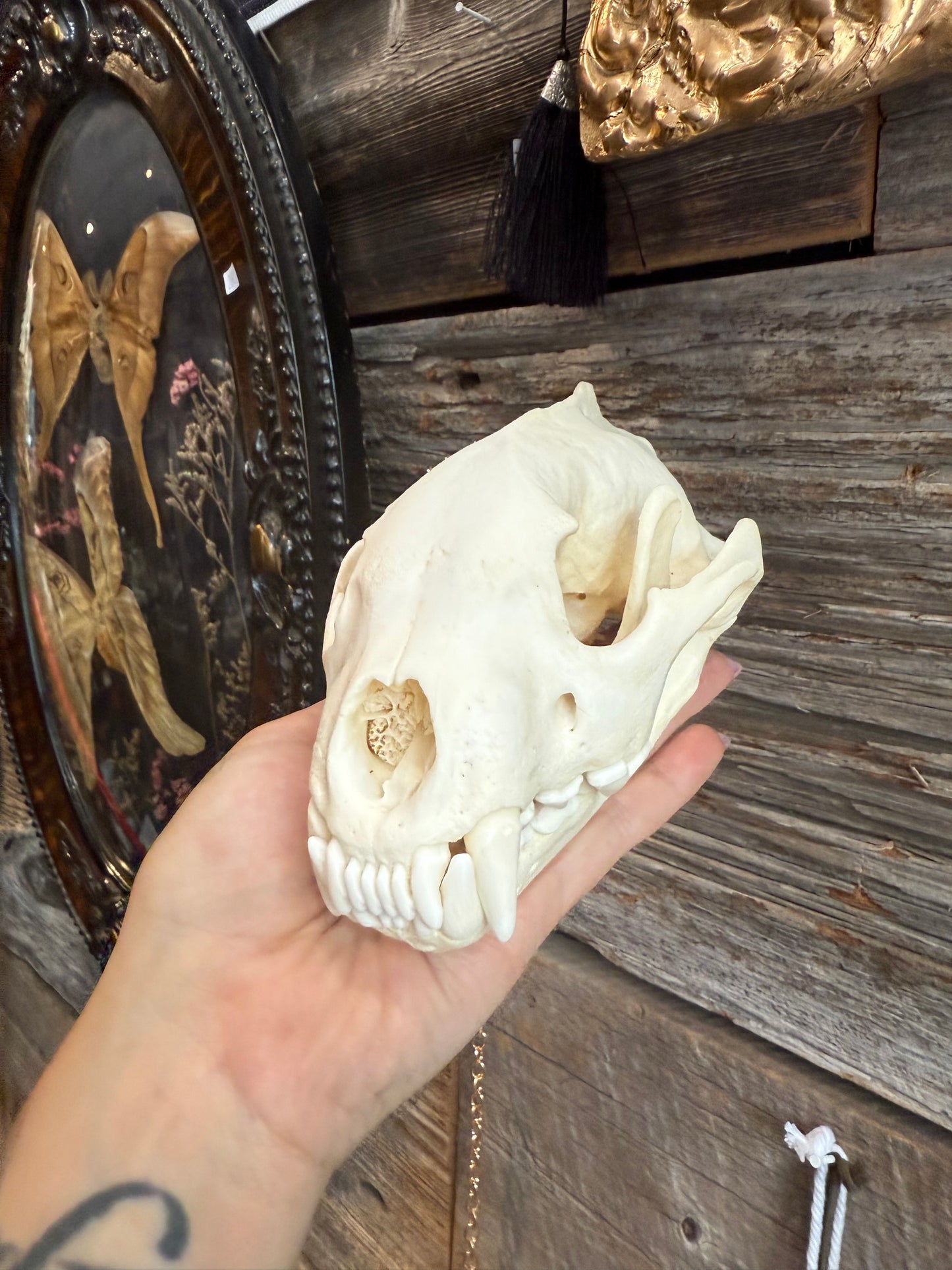 Wolverine skull
