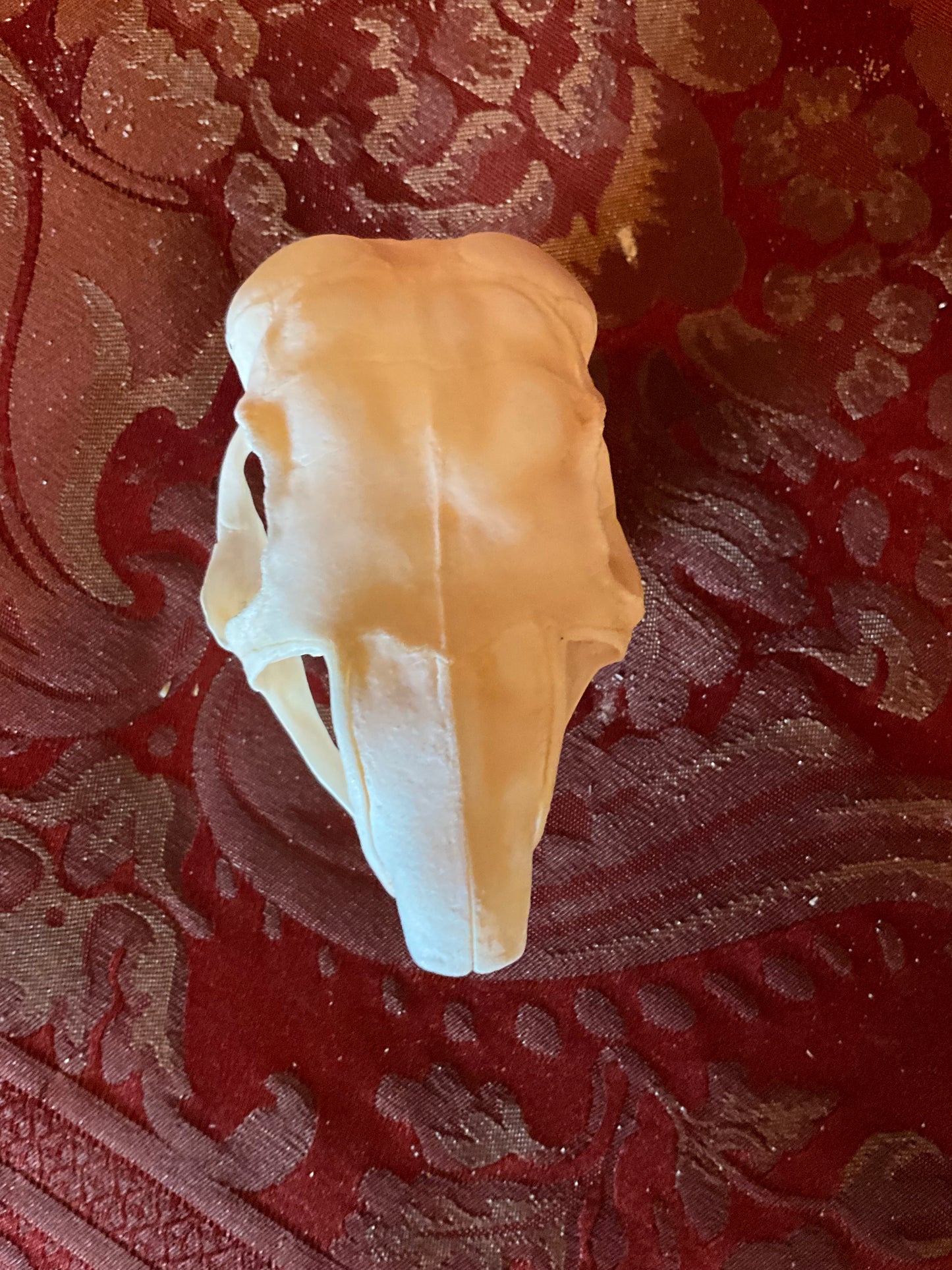 Africain springhare skull