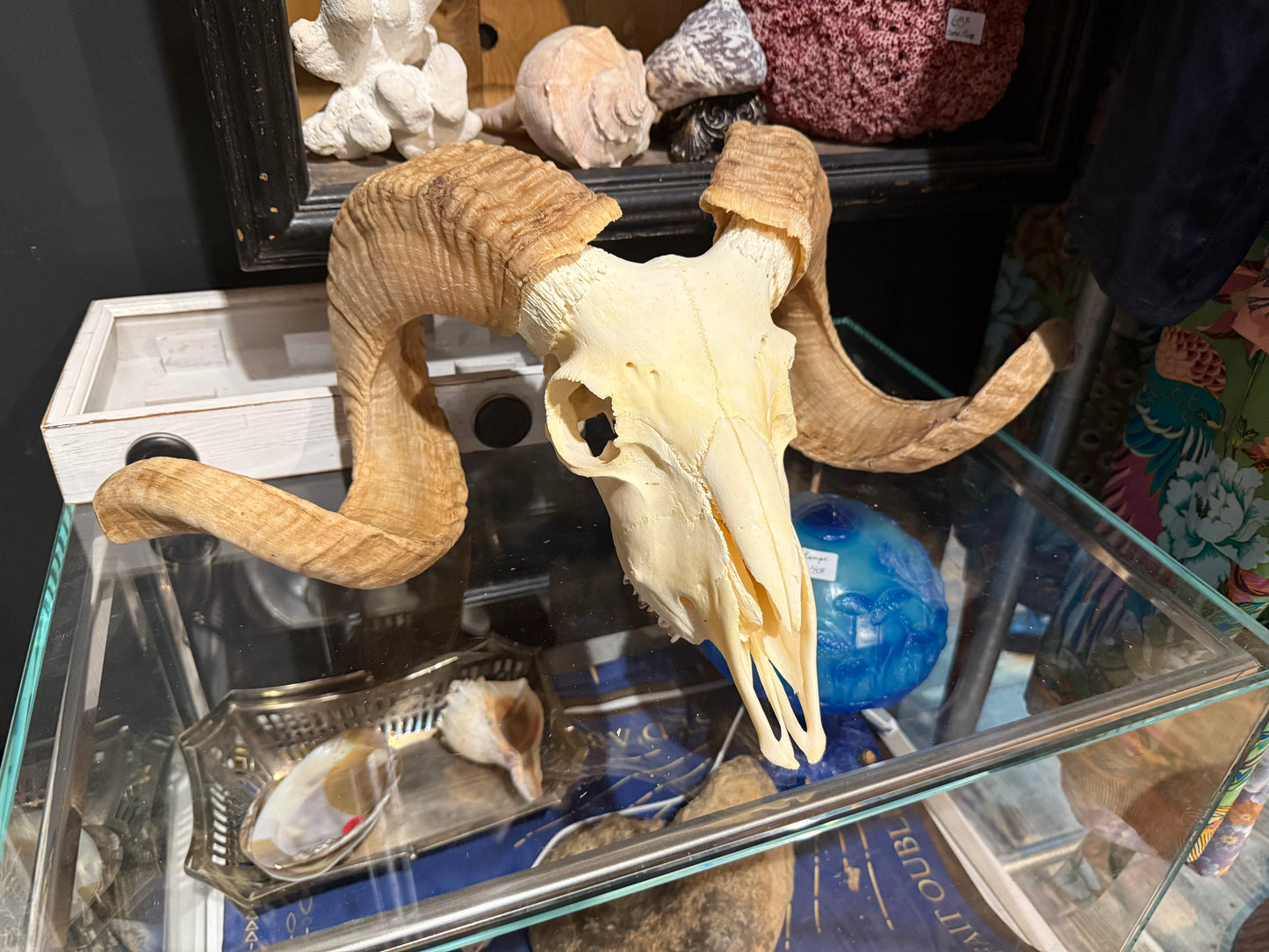 Merino ram skull