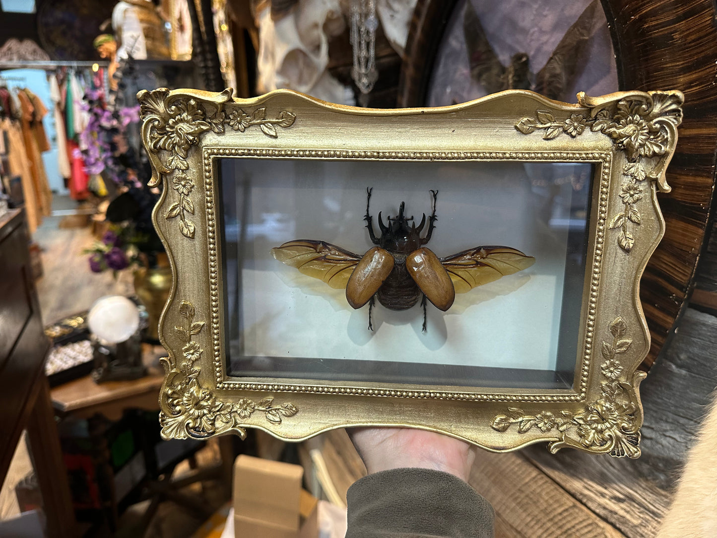 Dynastie beetle shadow box