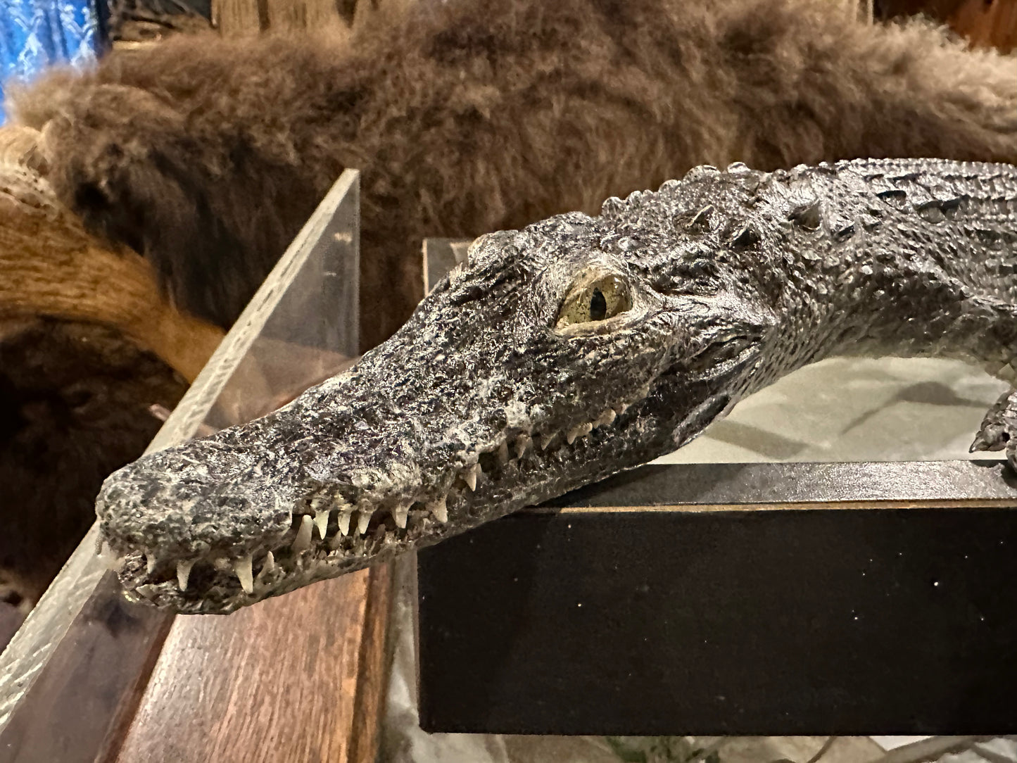 Nile crocodile taxidermy