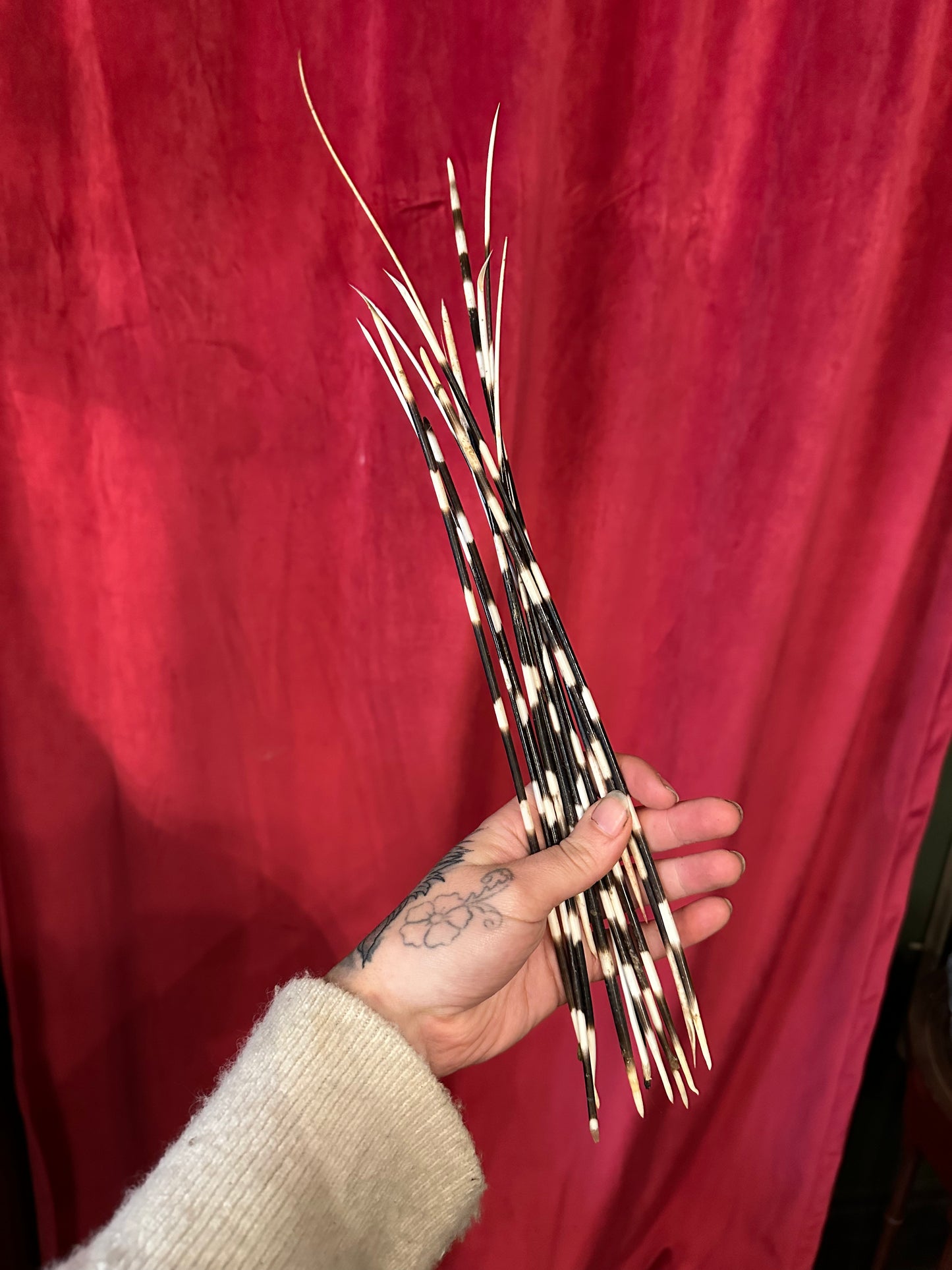 Lot of 12 long African porcupine quills