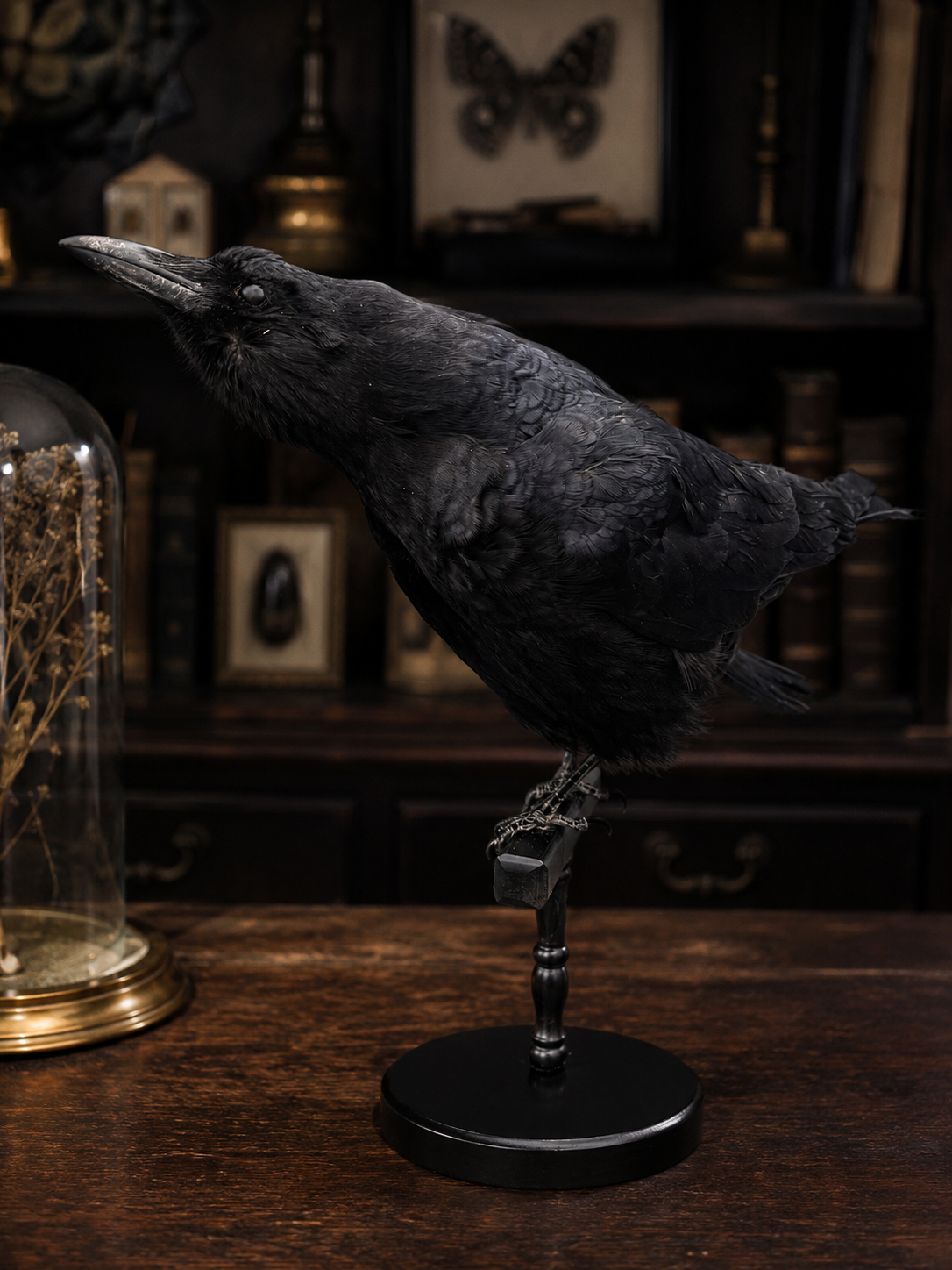 Taxidermy crow on stand