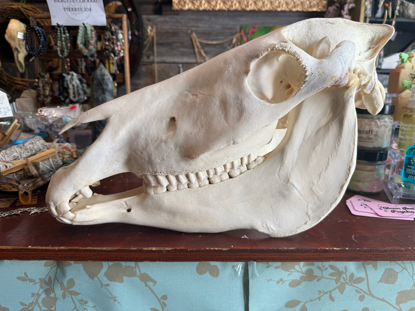zebra skull
