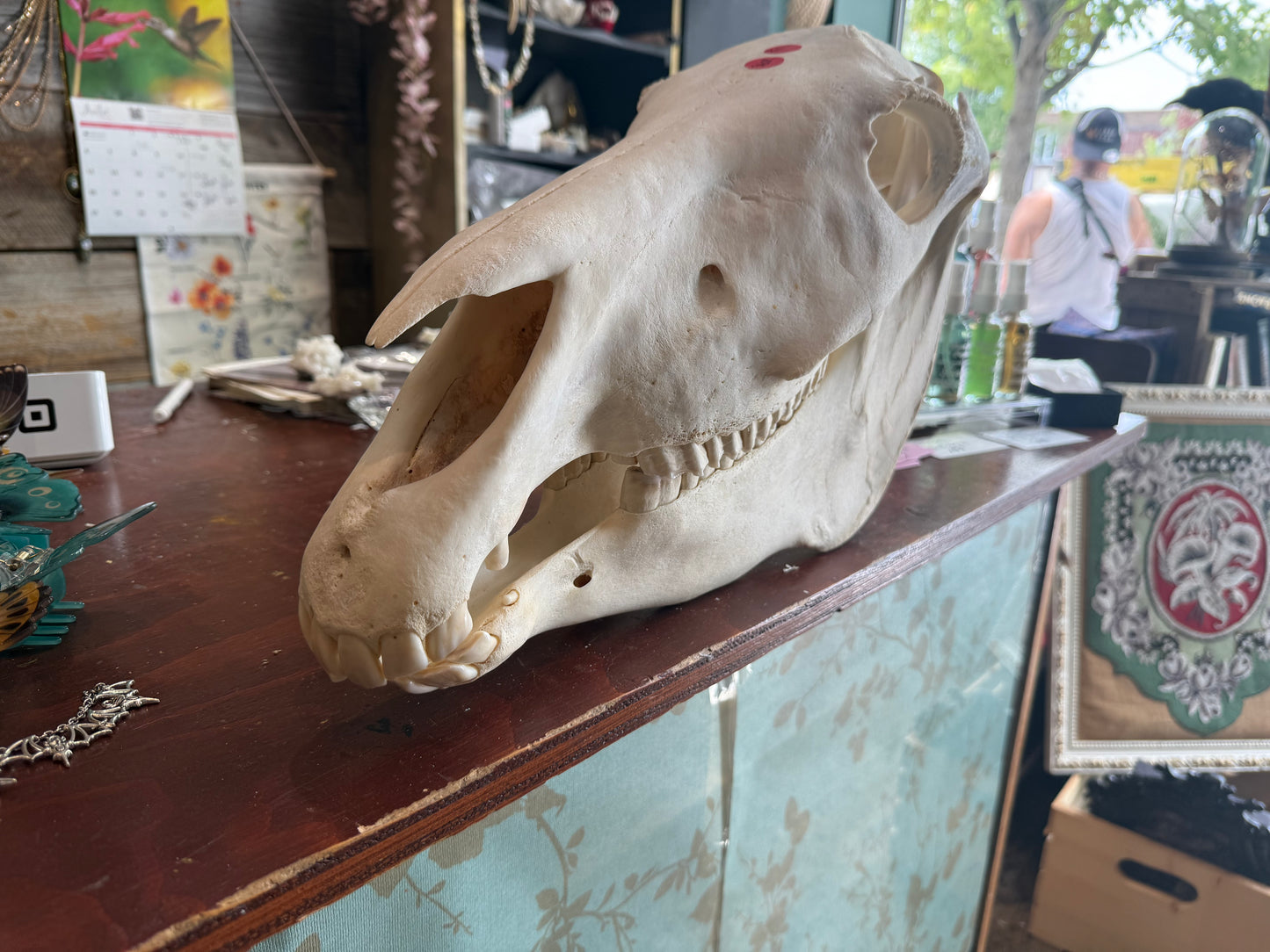 zebra skull