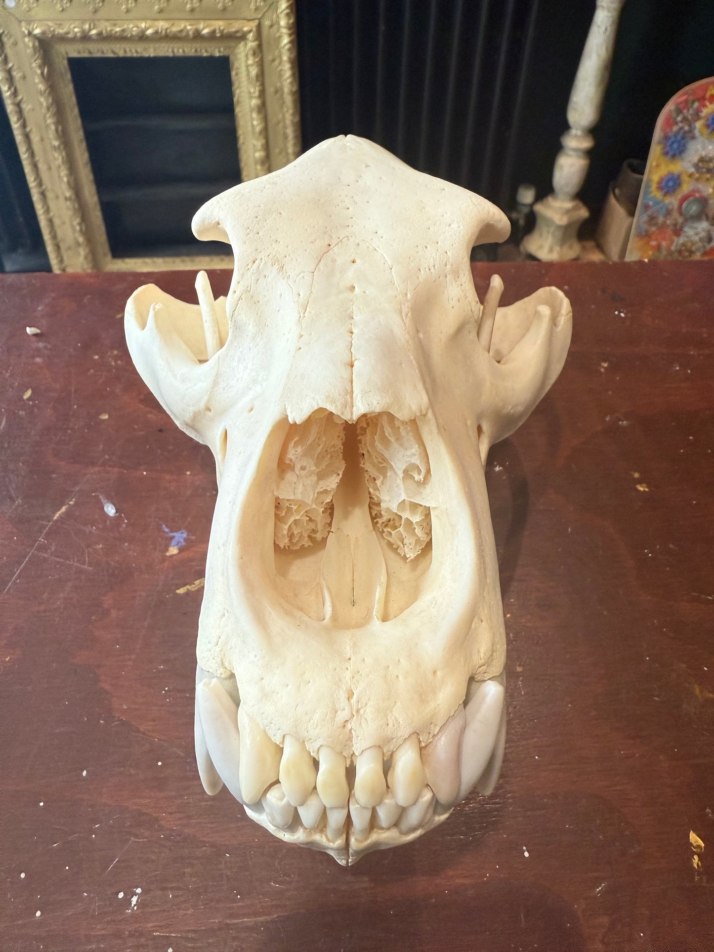 Grizzly Bear skull