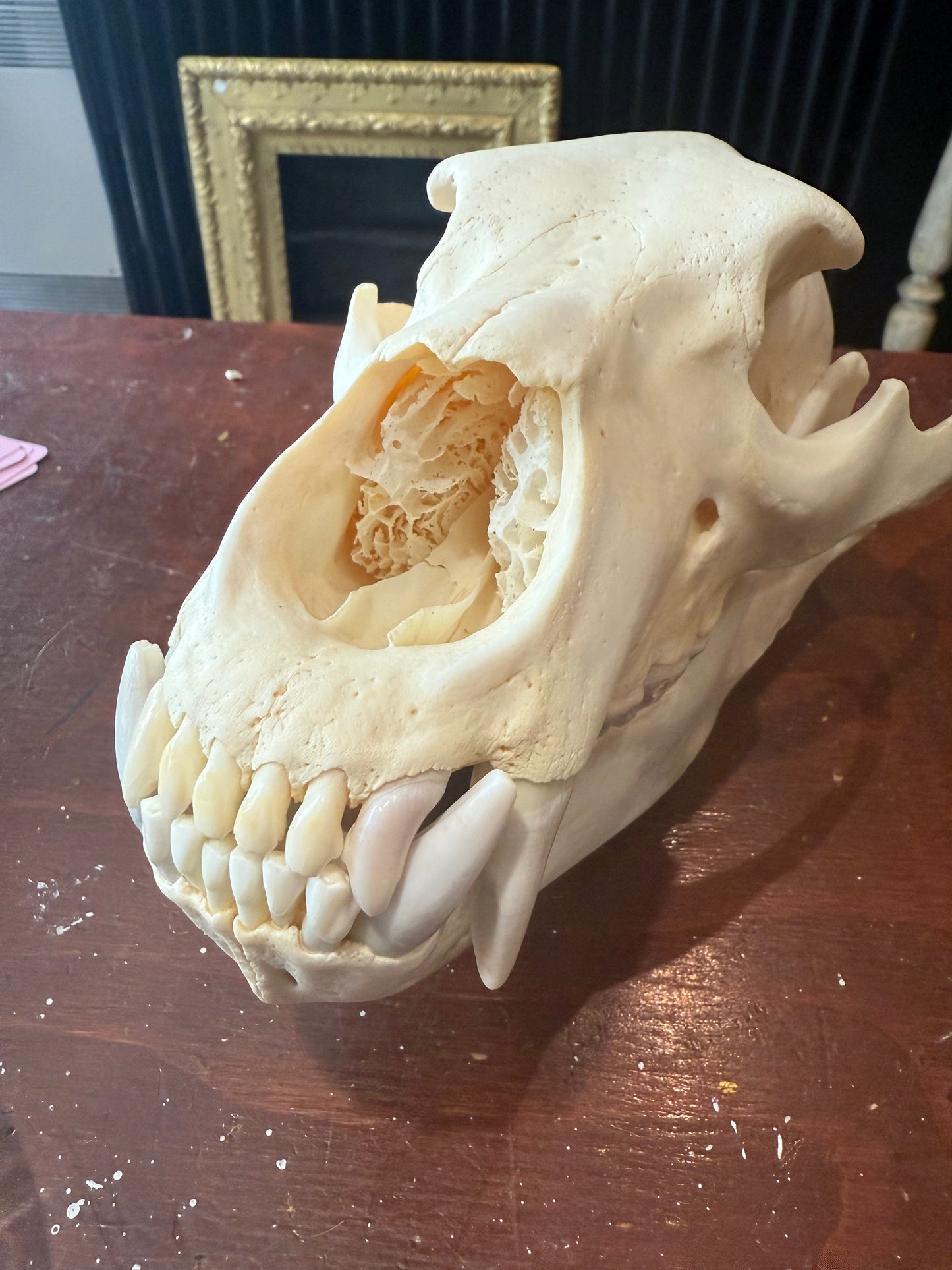 Grizzly Bear skull