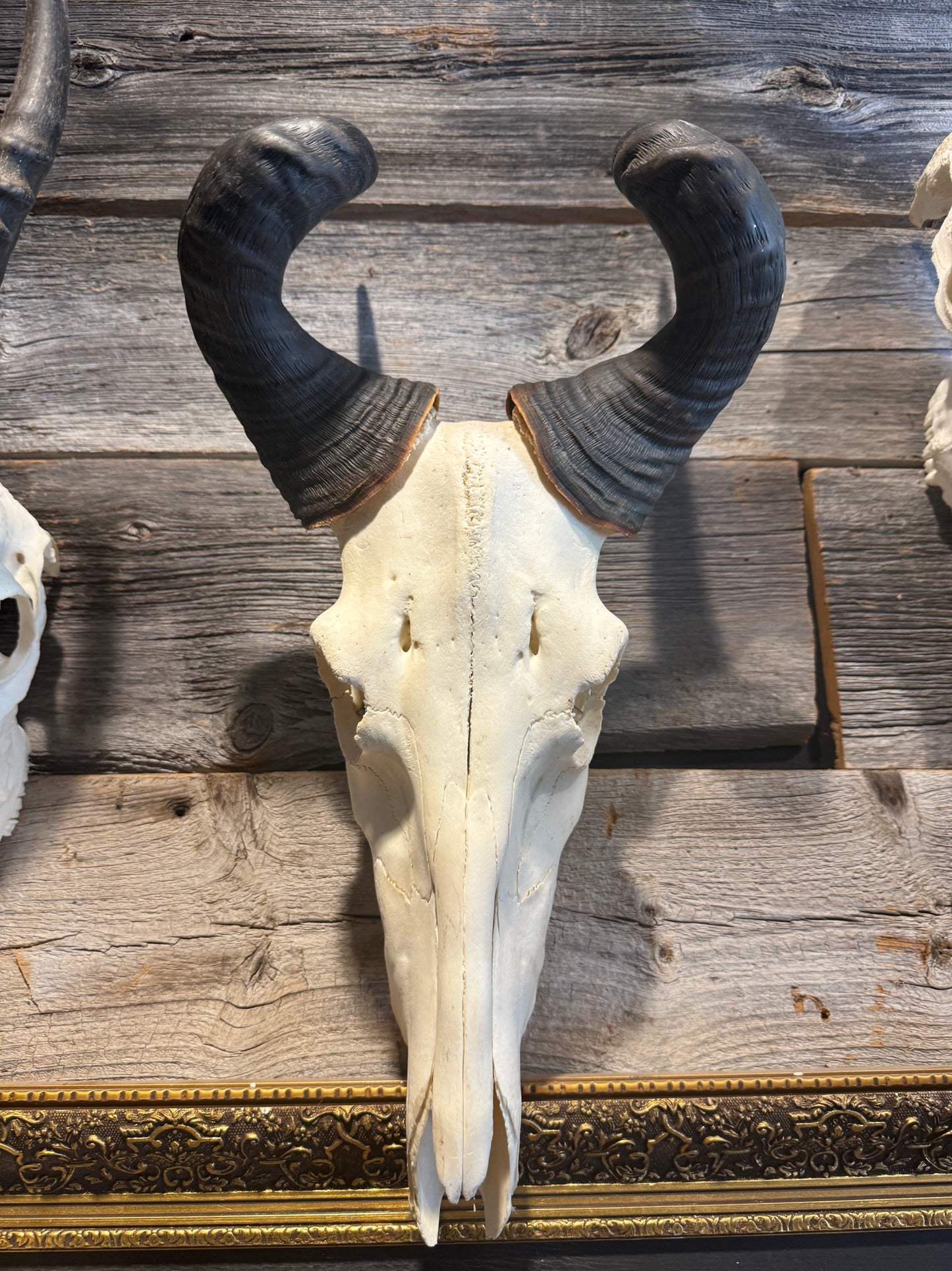 Hartebeast skull