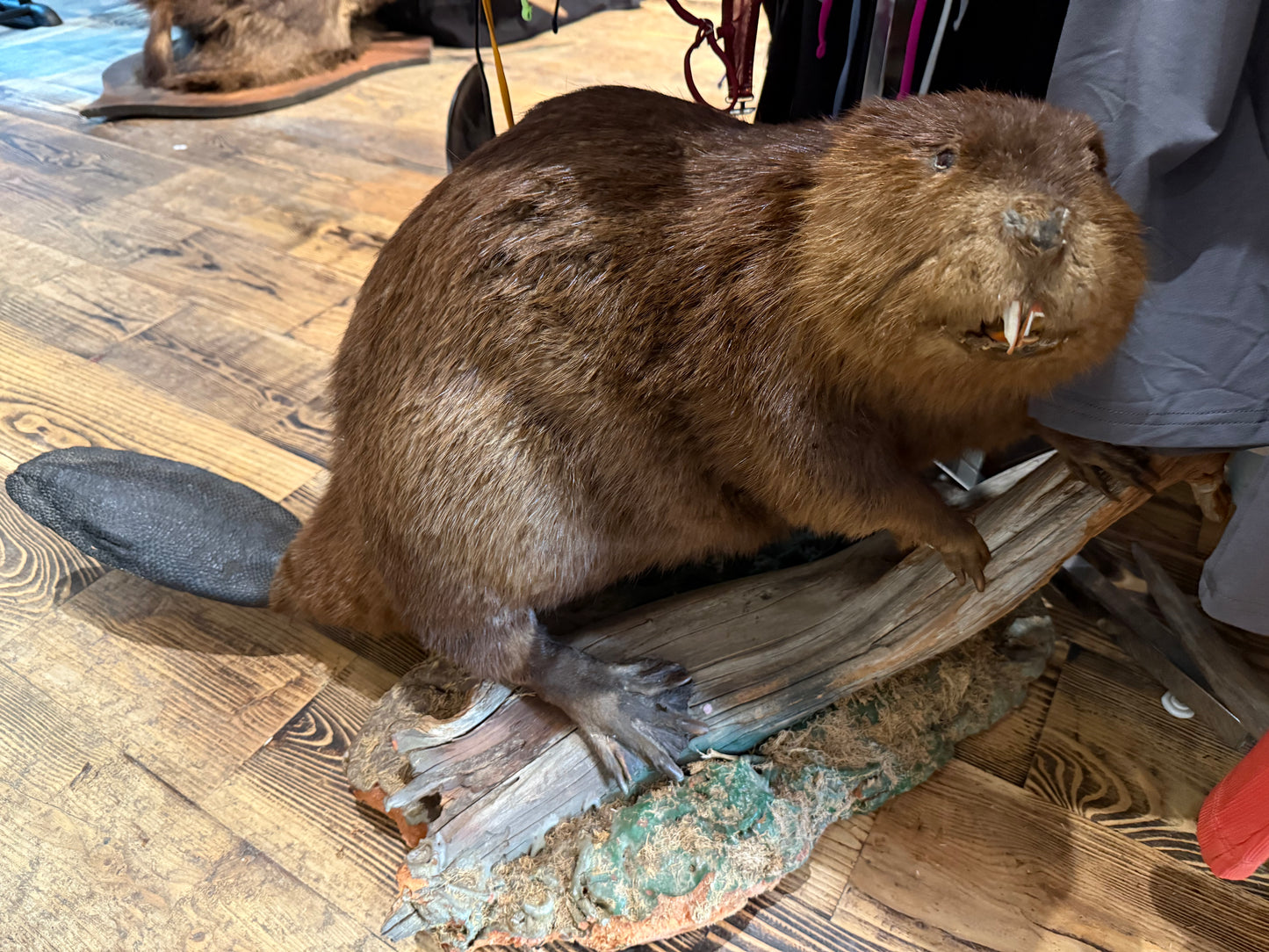 Beaver taxidermy vintage