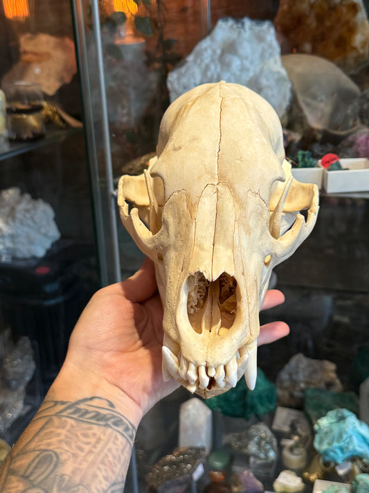 Black bear skull