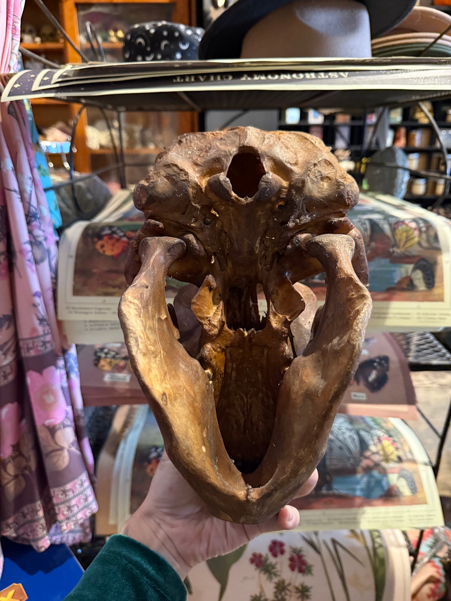 Orang outang skull dayak