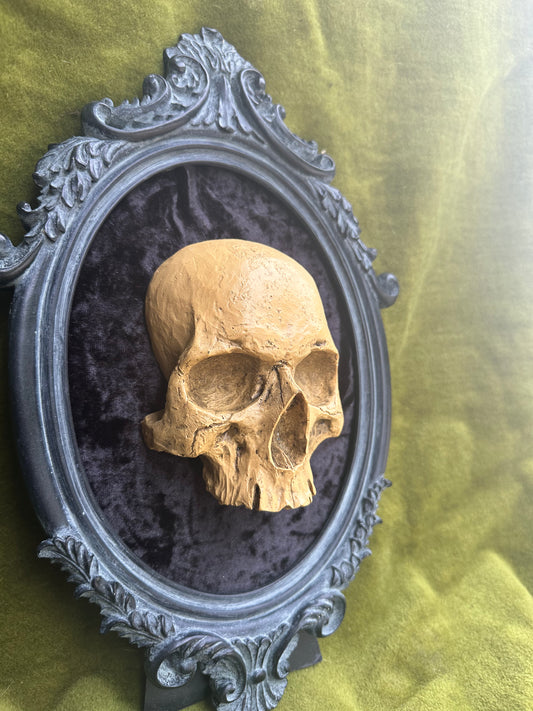 Human skull frame