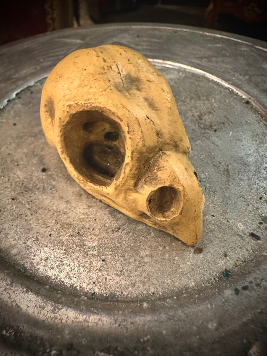 Bird skull replica