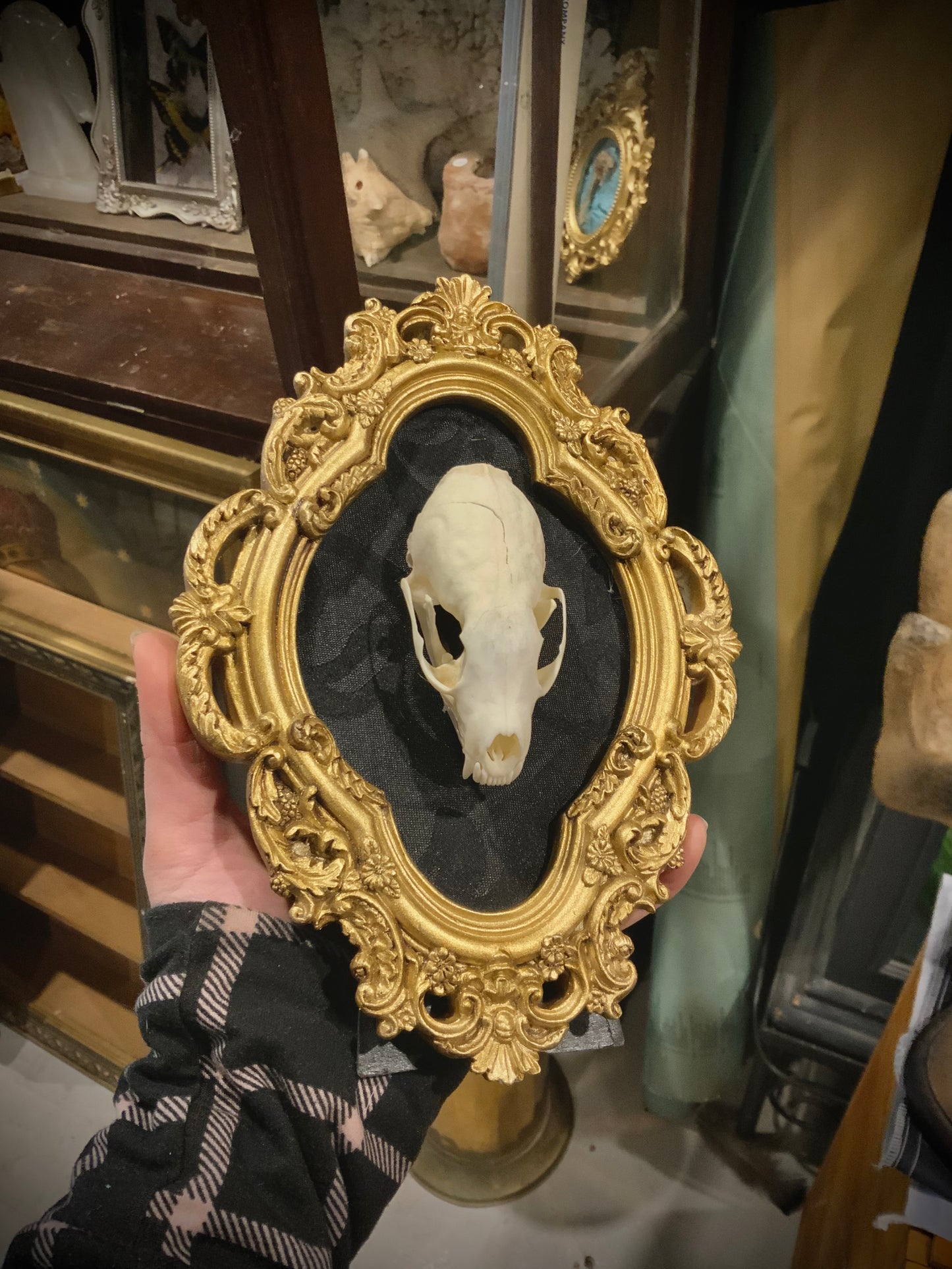 Marten skull