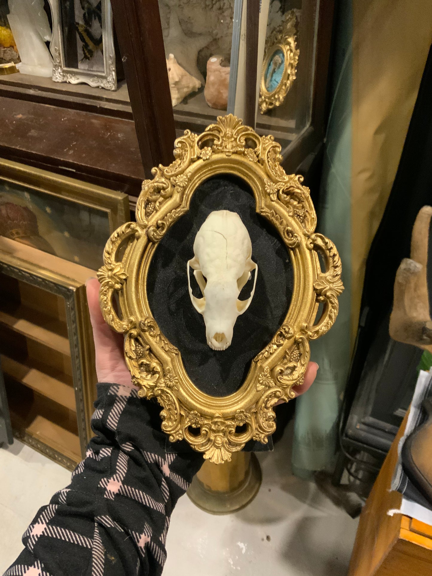 Marten skull