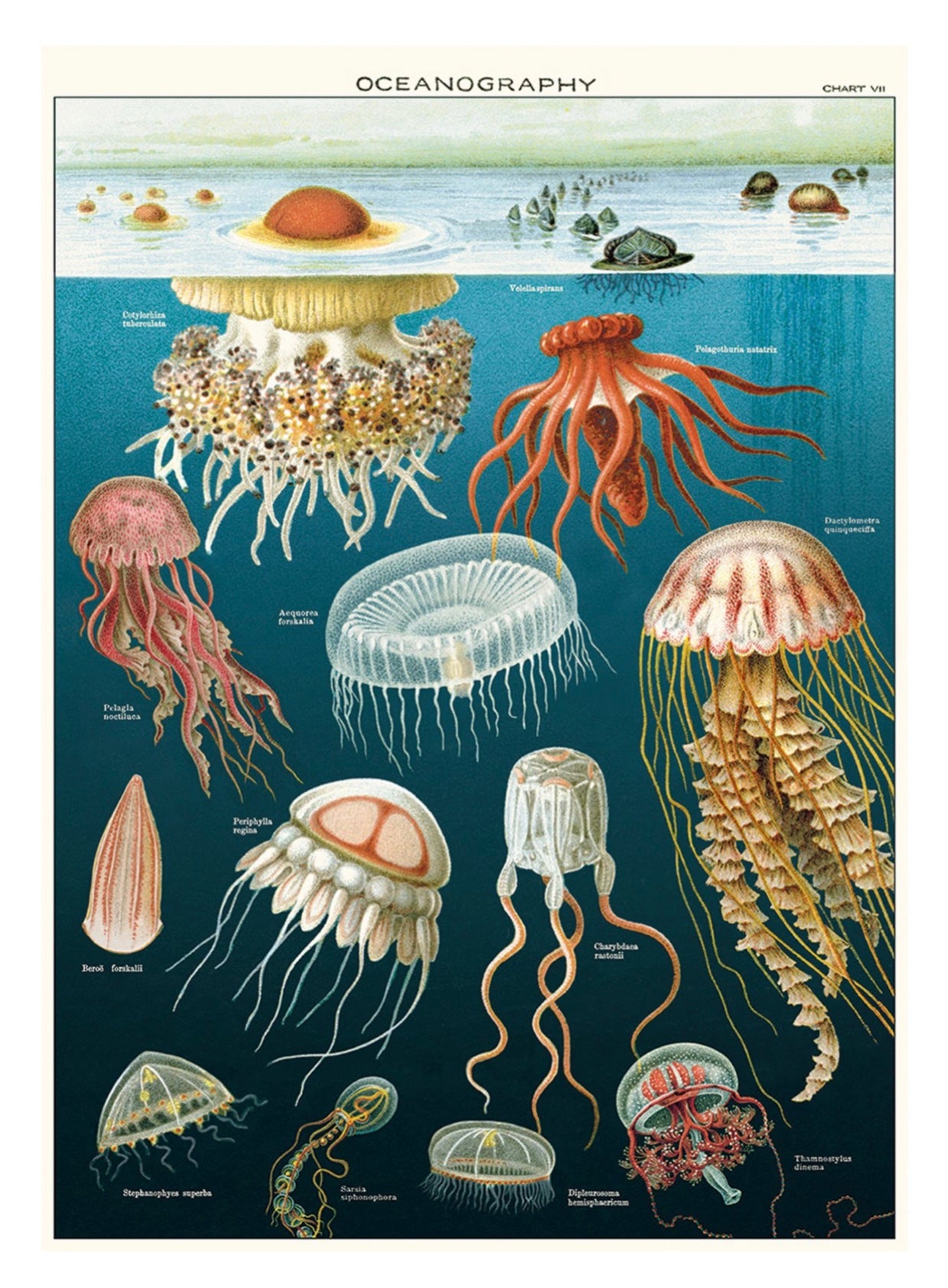 Oceanography print