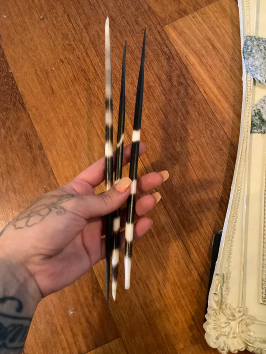 Set of 3 African porcupine quills