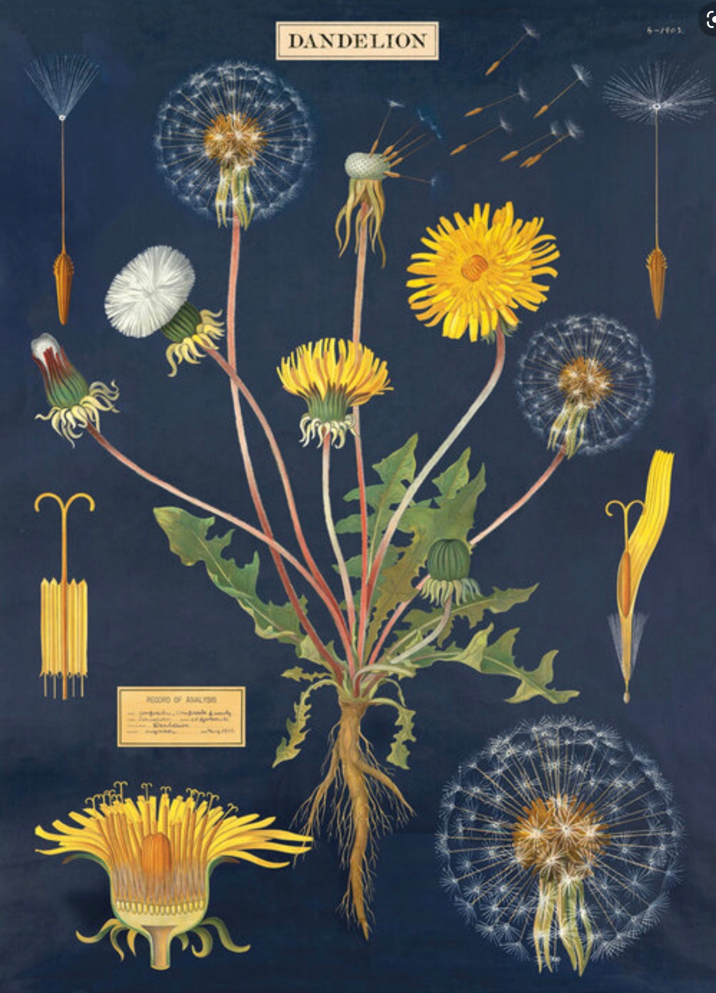 Dandelion print