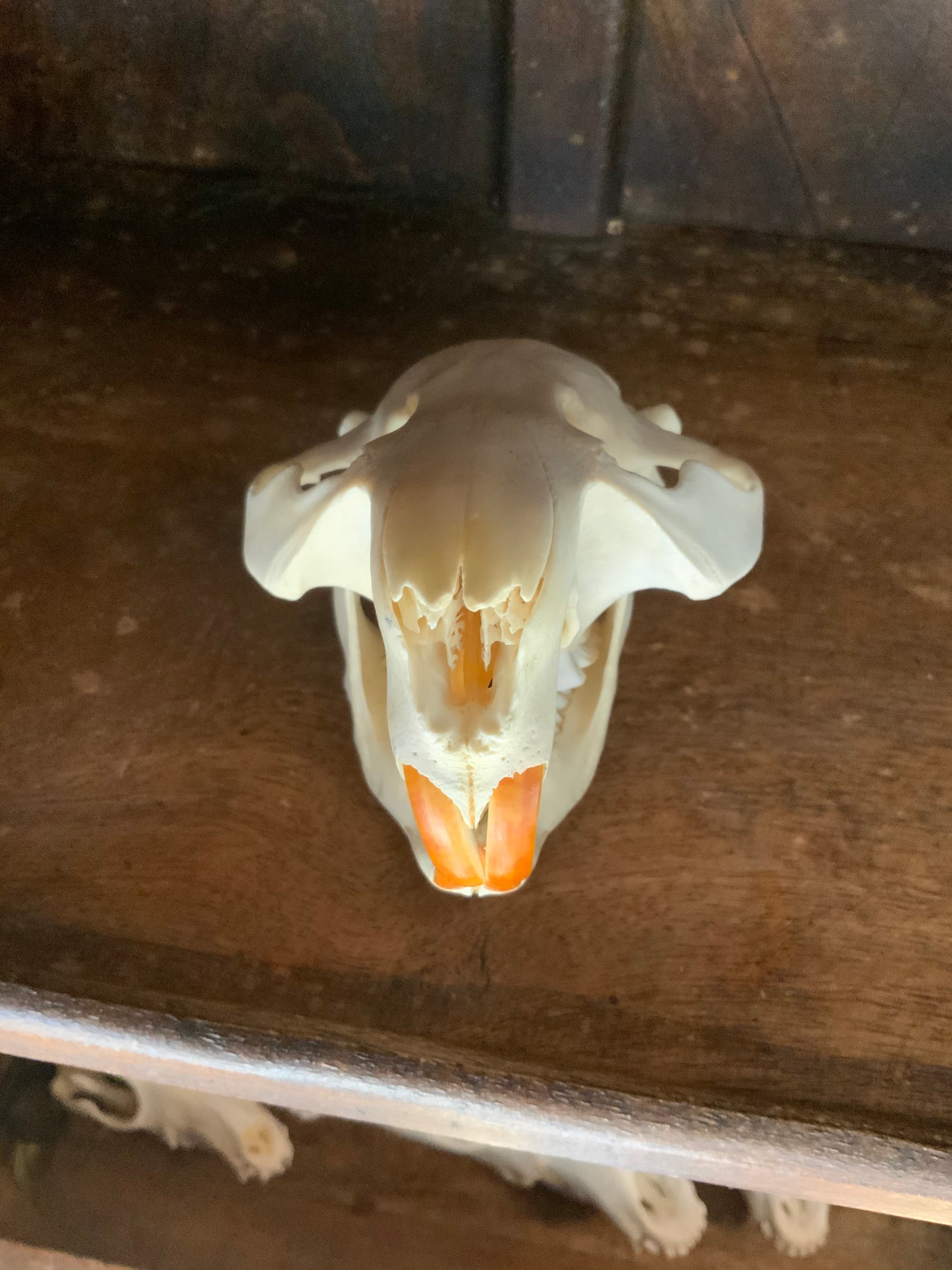 Beaver skull