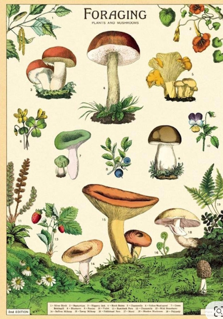 Mushroom print 19x27 inchs