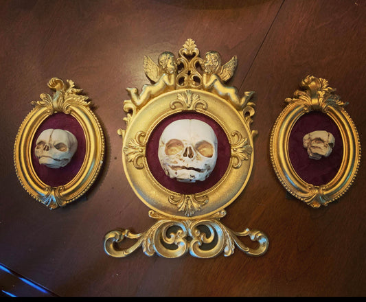 Set of 3 fetal development replica skull frames