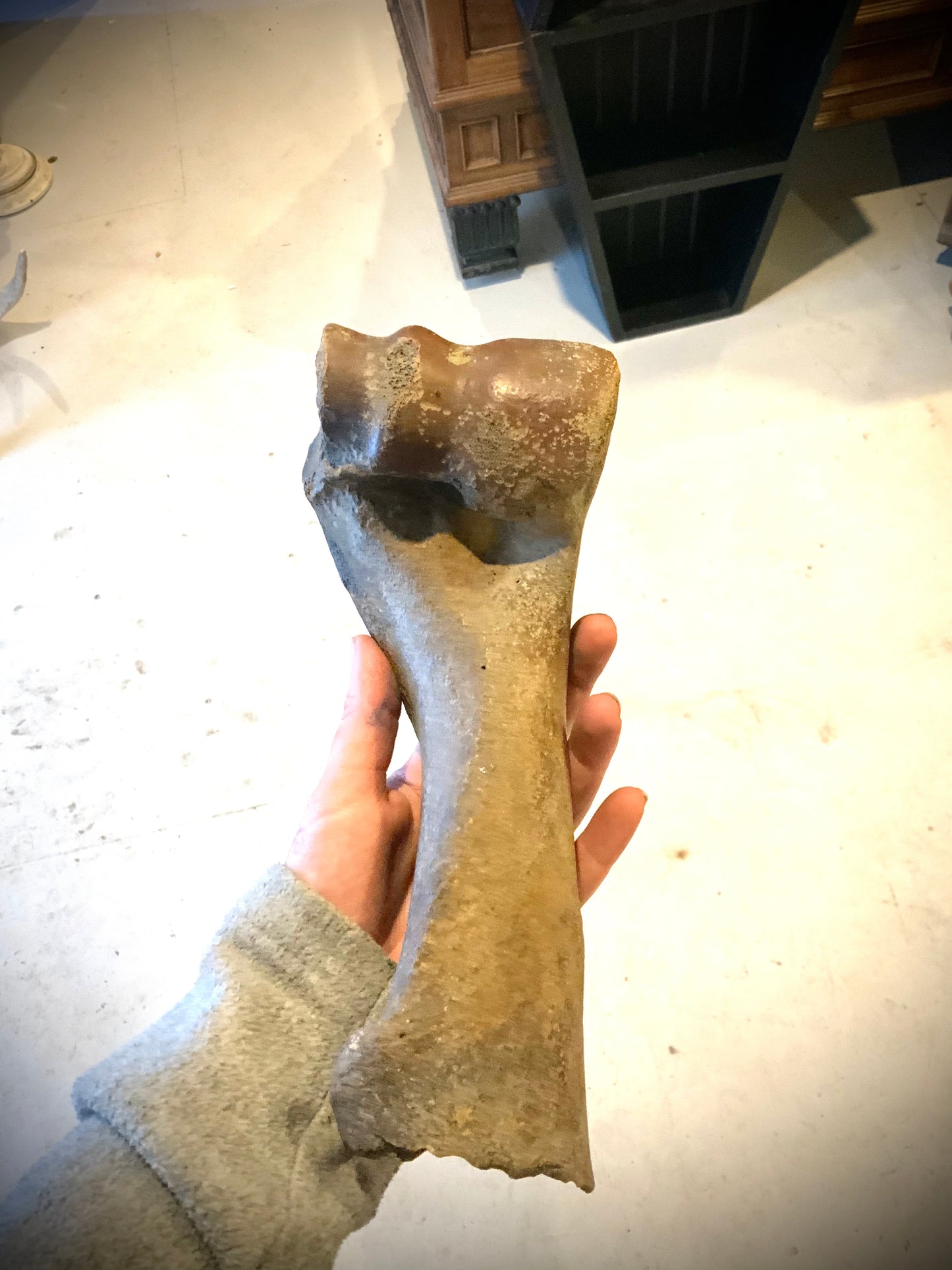 Pleistocene bison bone