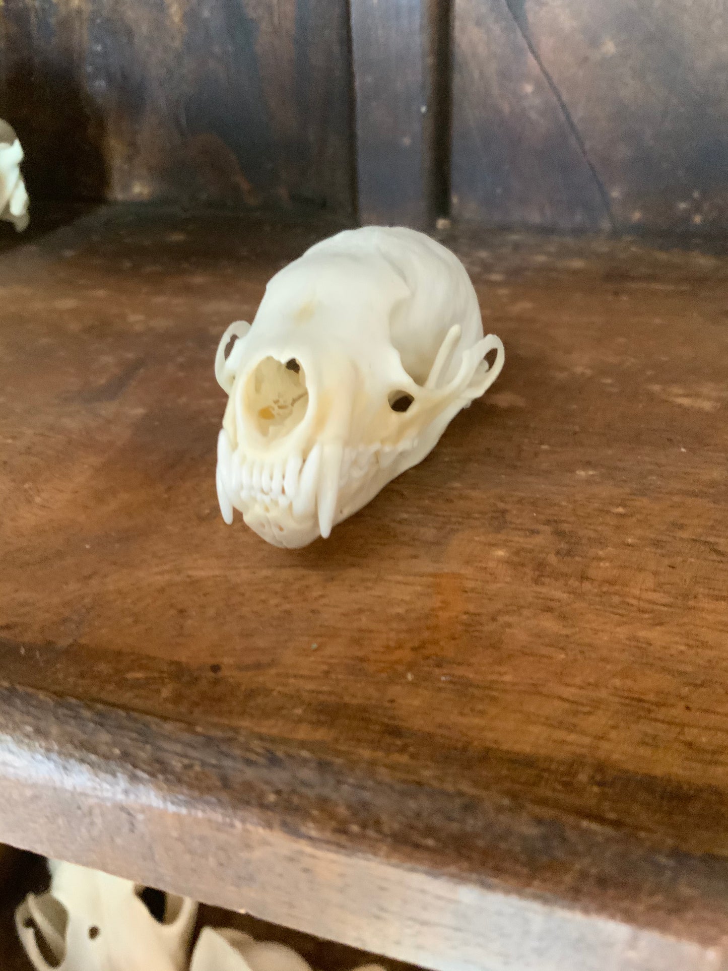 Marten skull