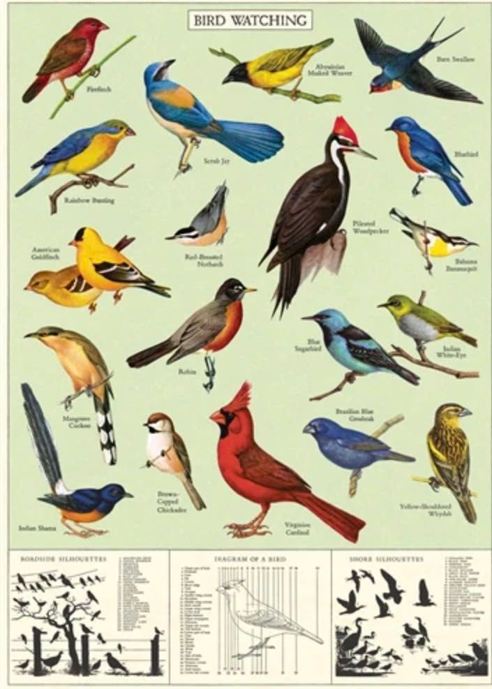 Bird watching print 19x27