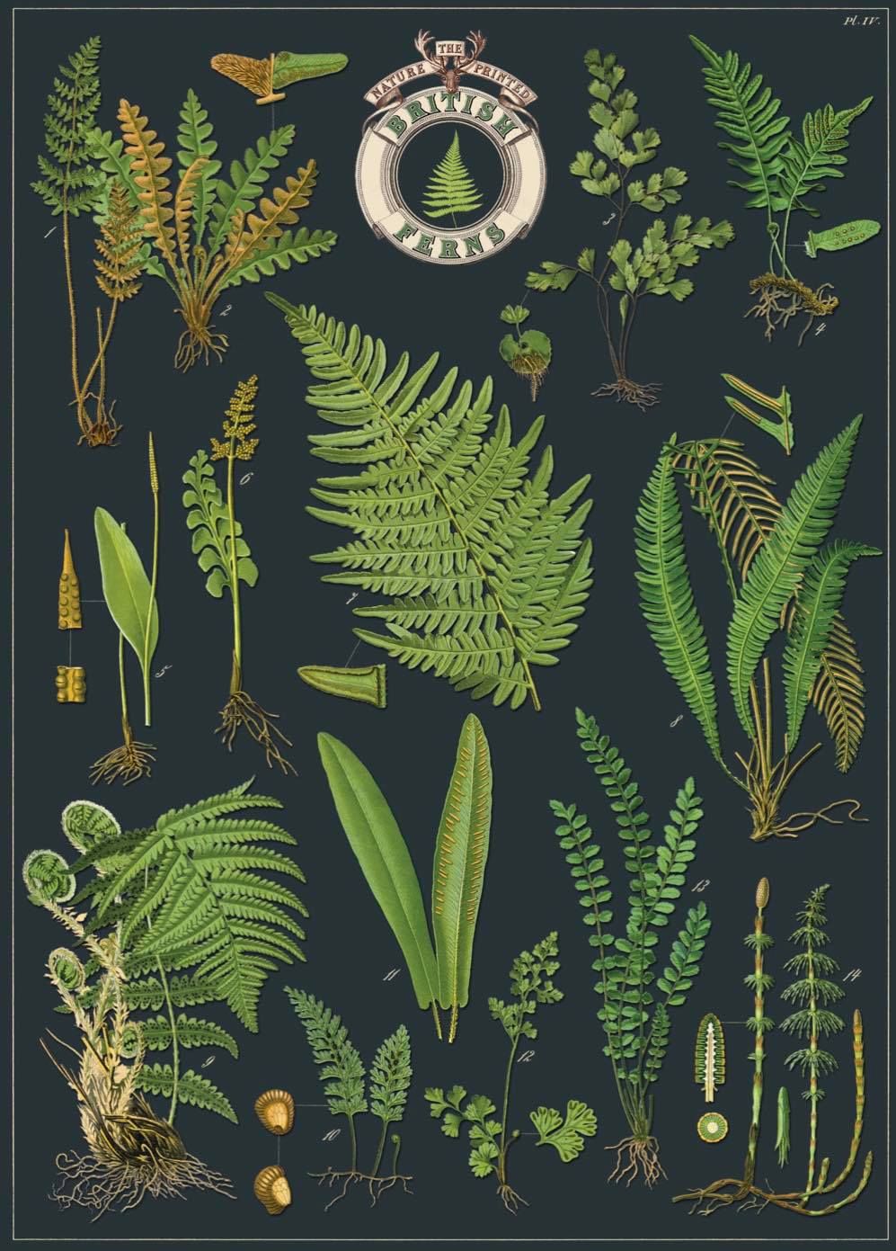 British ferns