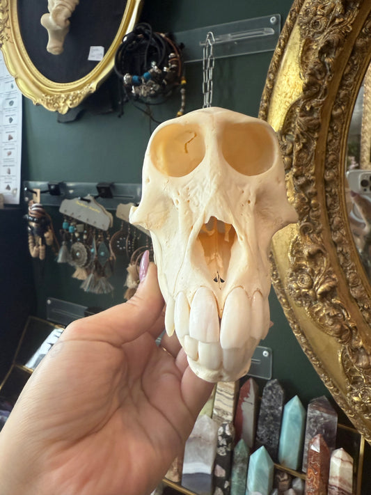 Female baboon skull