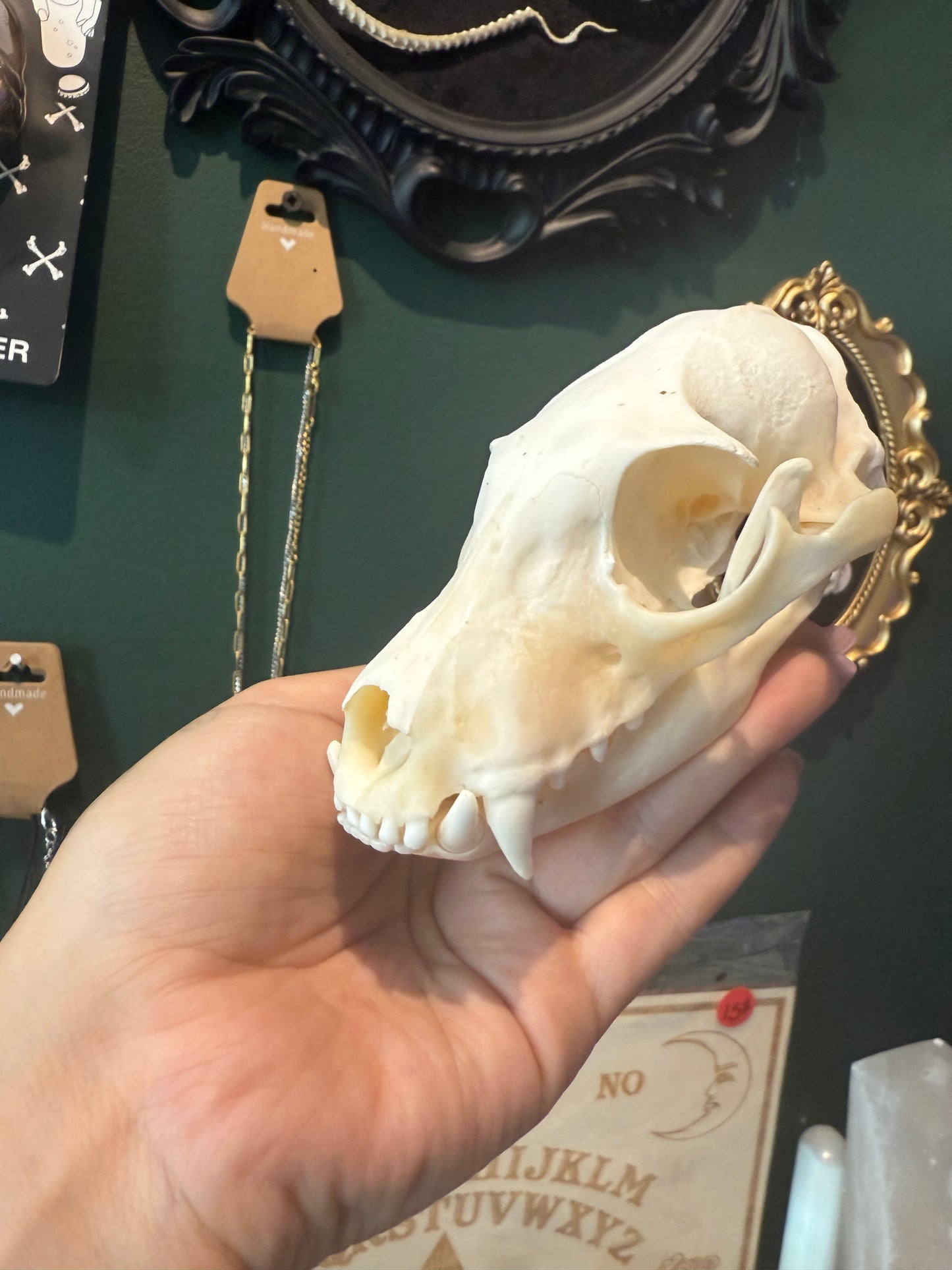Aardwolf skull