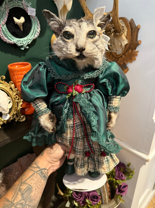 Taxidermy cat doll