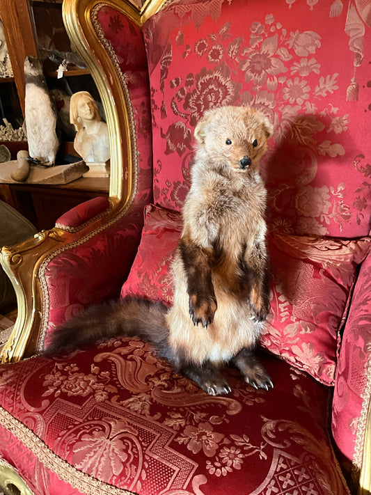 Fisher taxidermy