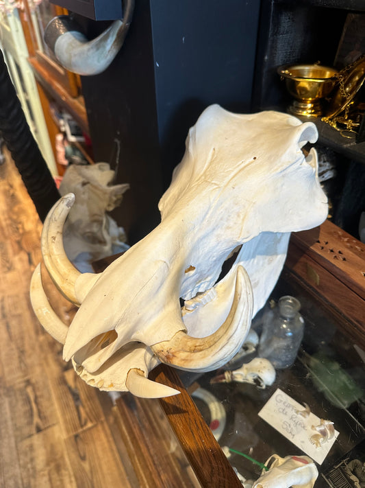 Warthog skull