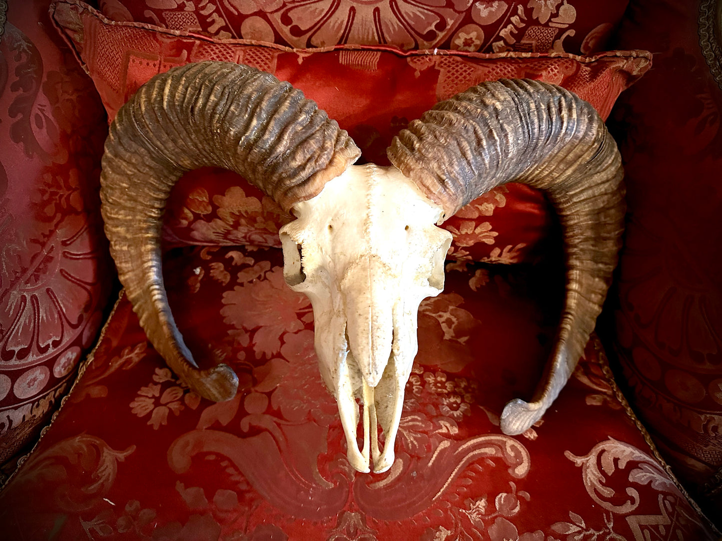 Large mouflon skull