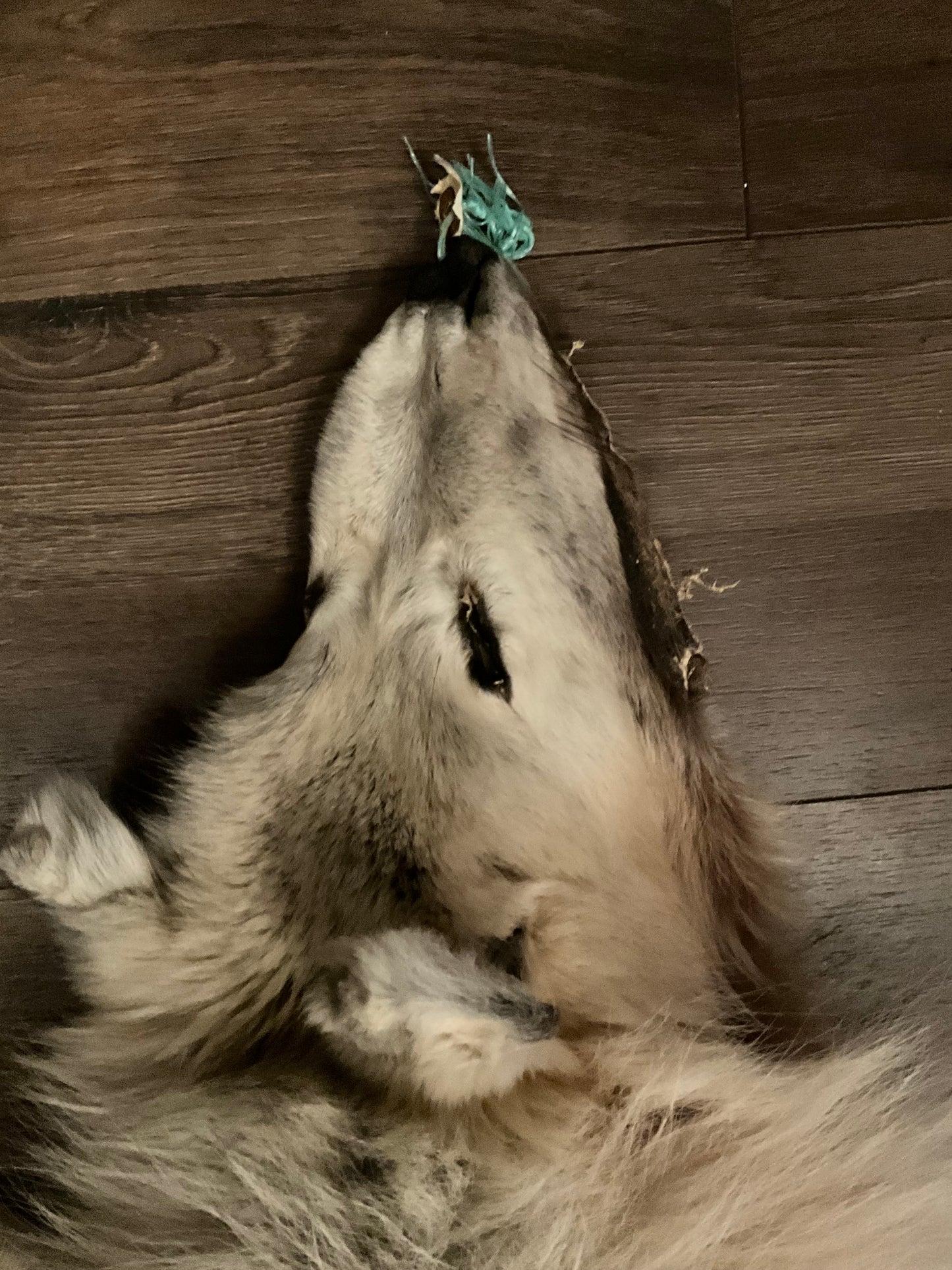 Full mountable artic wolf pelt