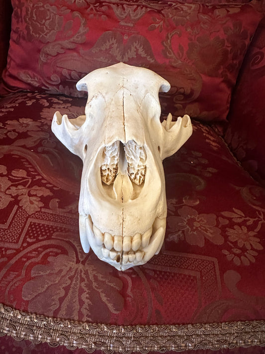 Polar bear skull 14 inch’s