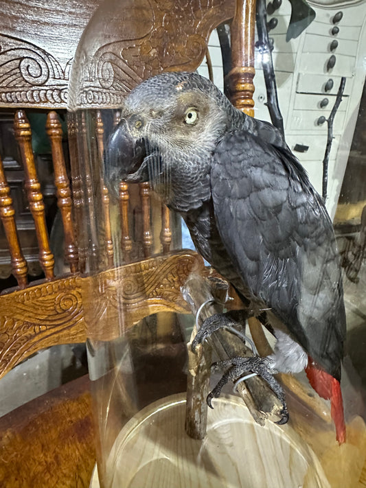 Gray parrot in dome glass