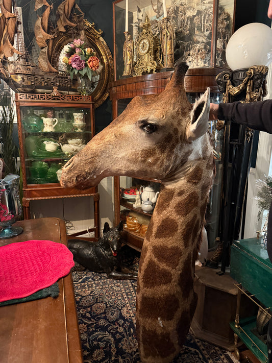 Girafe head full mount