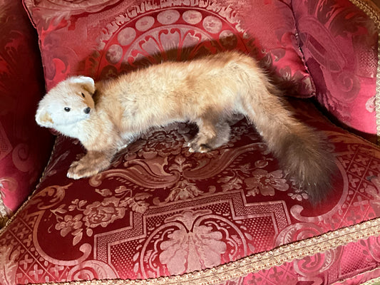 Weasel taxidermy