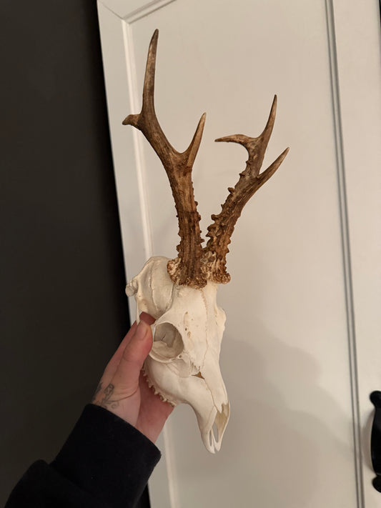 Roe deer skull